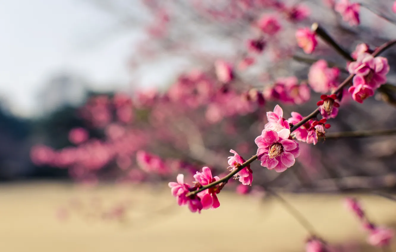 Photo wallpaper macro, flowers, branches, Park, tree, petals, Japan, blur
