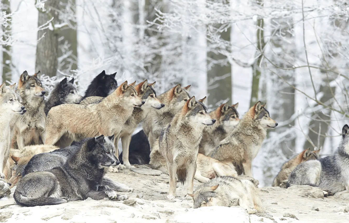 Photo wallpaper winter, snow, wolf