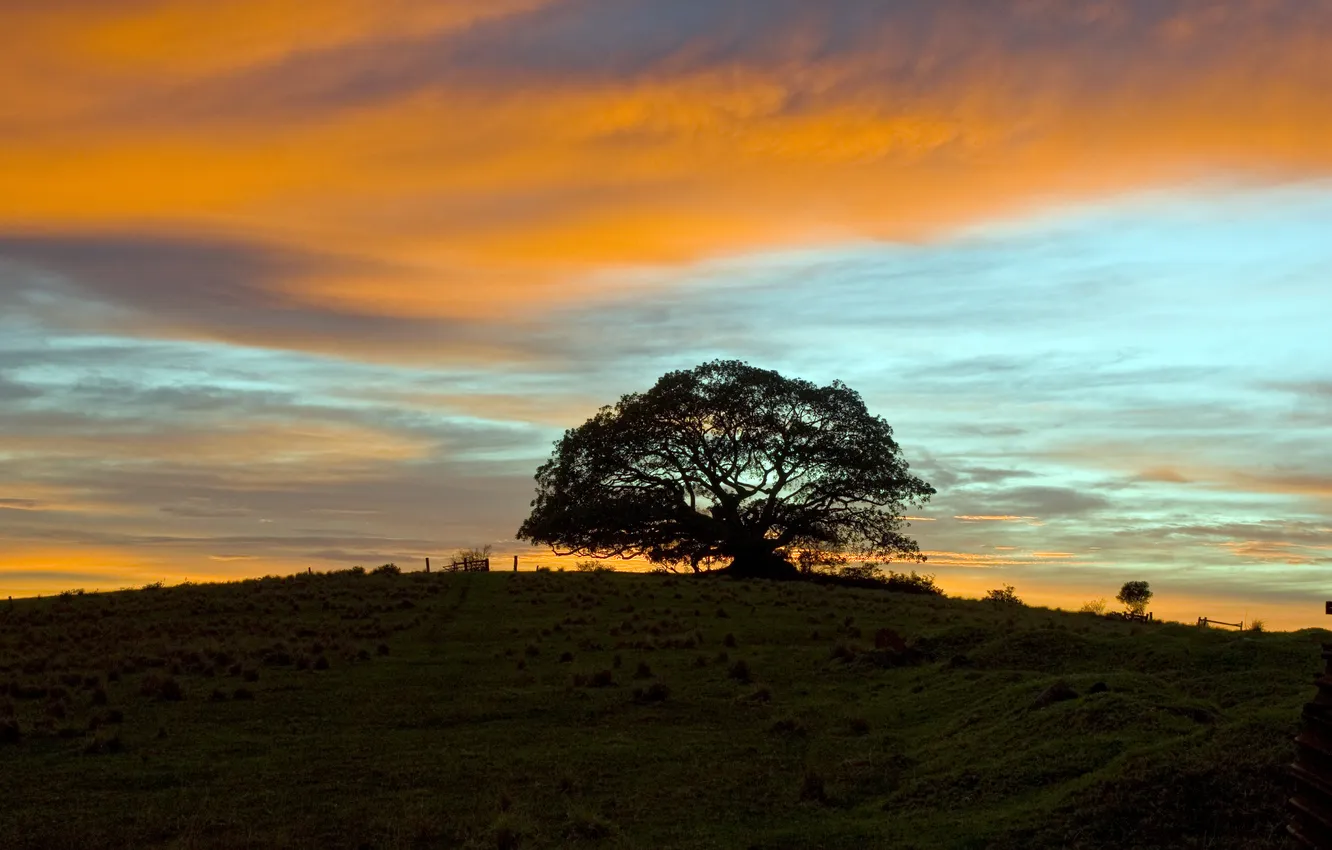 Photo wallpaper summer, trees, sunset, photos