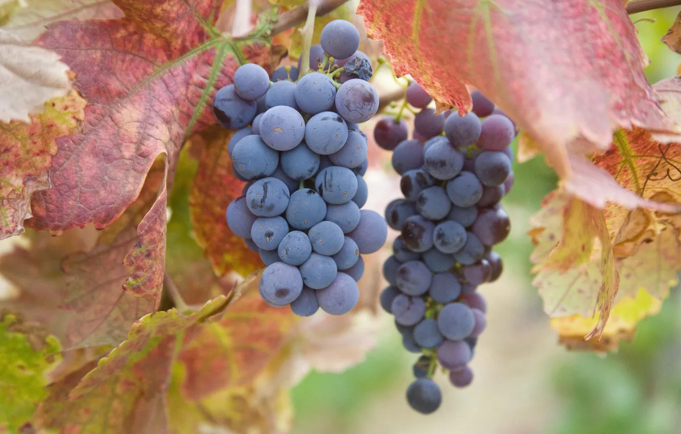 Photo wallpaper food, grapes, bunch