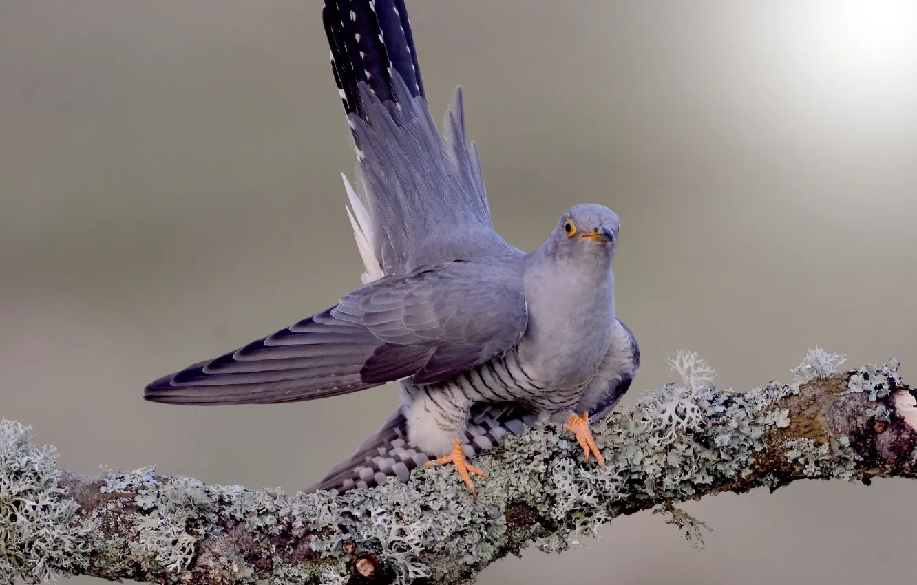 Photo wallpaper branches, bird, tail, bitches, cuckoo