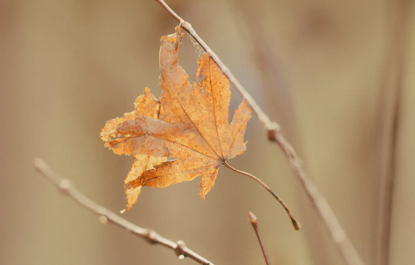 Photo wallpaper leaves, branches, maple