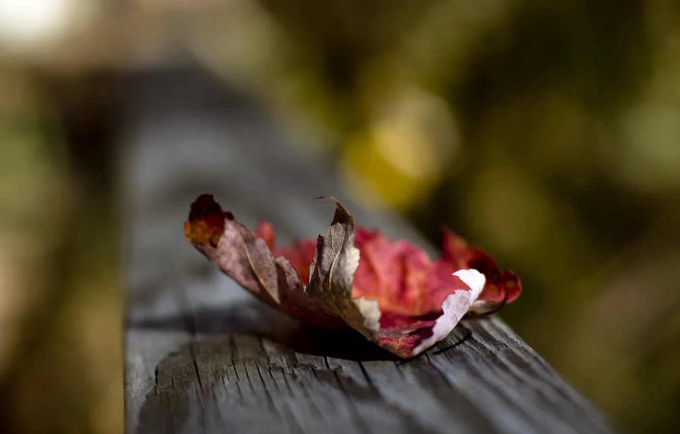 Photo wallpaper autumn, leaves, macro, background, Board, Dry, razmytost