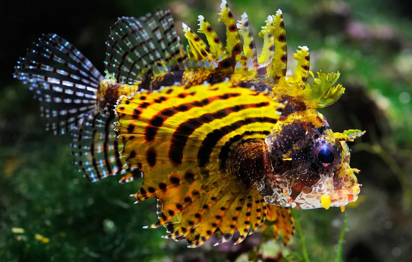 Photo wallpaper sea, the ocean, fish, exotic