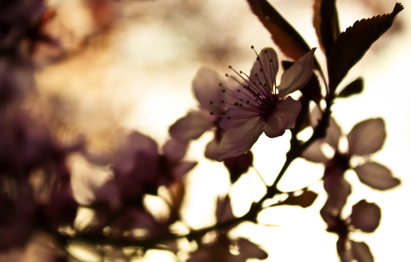 Photo wallpaper macro, flowers, nature, cherry, plant, focus, petals, buds