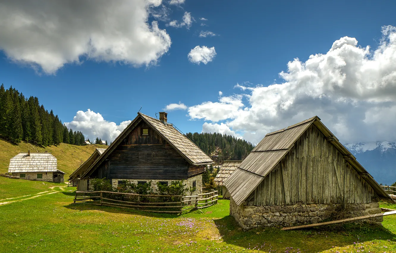 Photo wallpaper forest, summer, the sky, grass, the sun, clouds, trees, mountains
