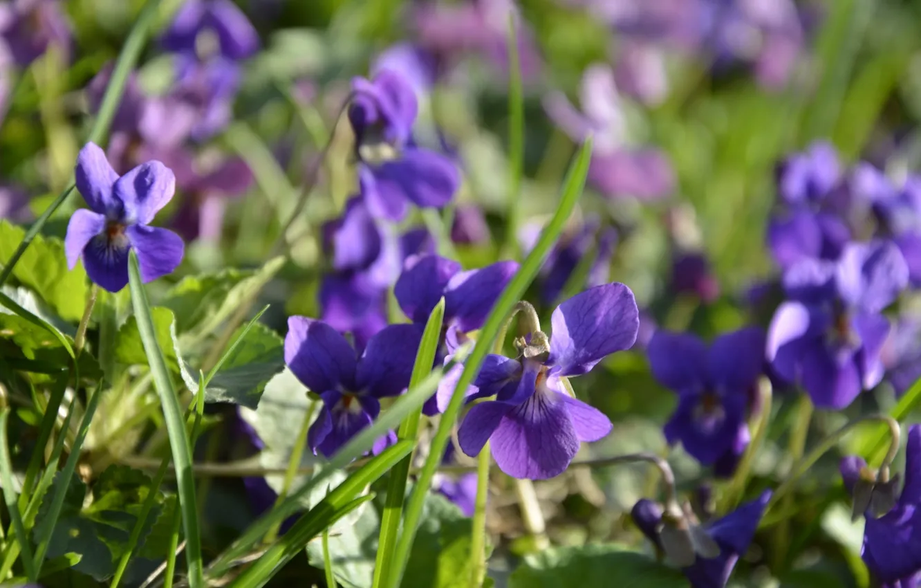 Photo wallpaper greens, grass, macro, violet