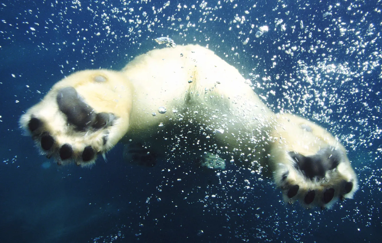Photo wallpaper white, water, bubbles, view, paws, bear, the air, back