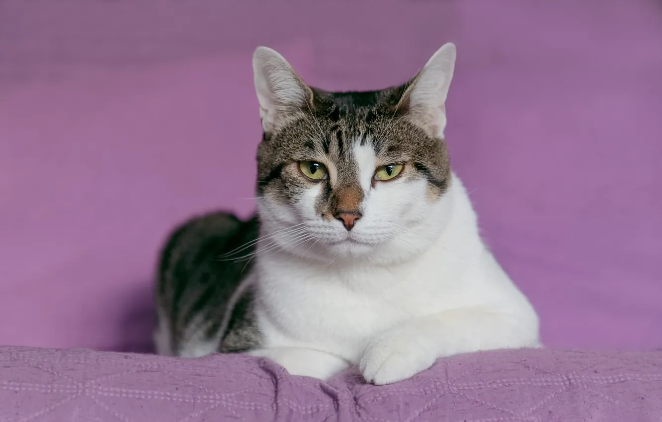 Photo wallpaper cat, cat, look, pose, portrait, lies, lilac background, grey with white