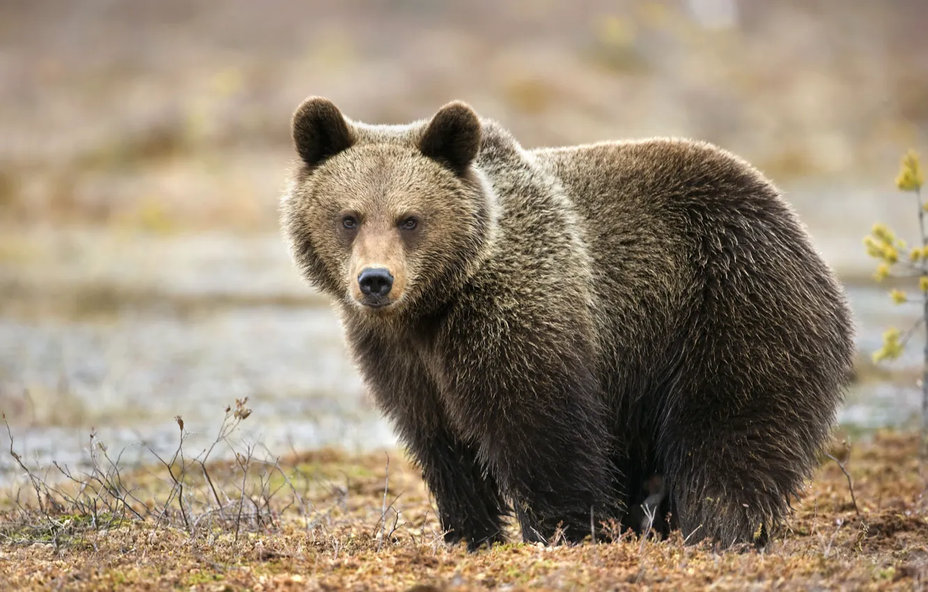 Photo wallpaper predator, bear, bear, brown bear, Bruin, A mammal