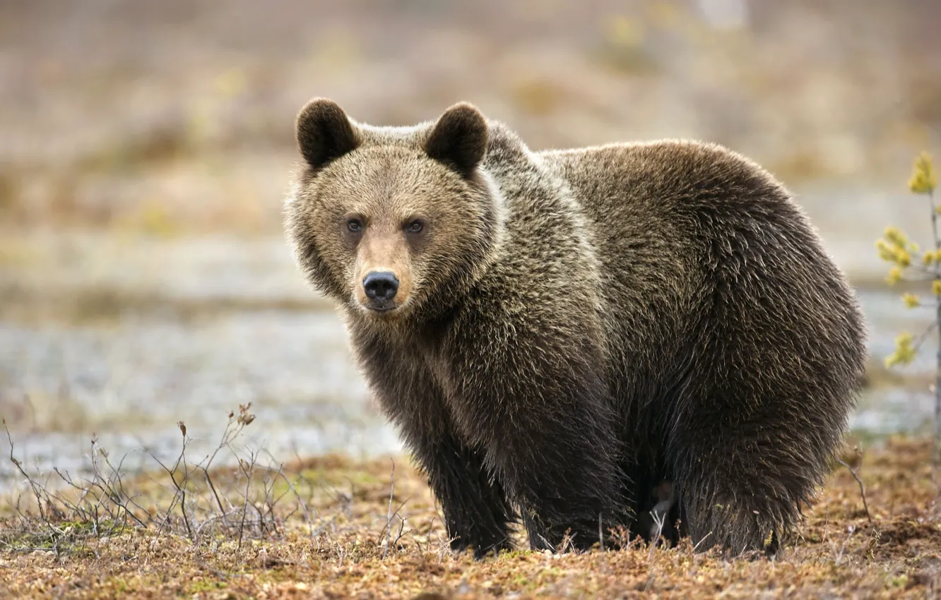 Photo wallpaper predator, bear, bear, brown bear, mammal, Bruin