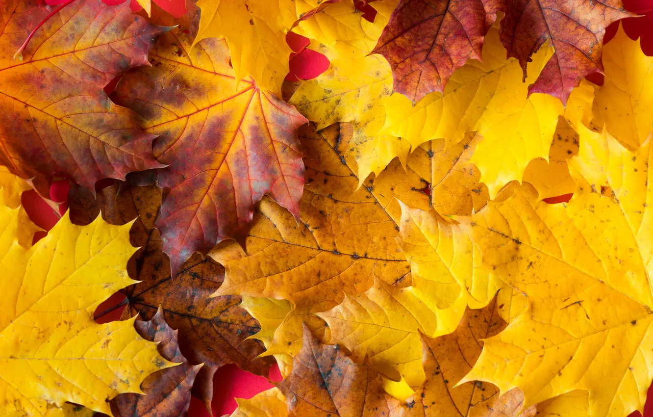 Photo wallpaper autumn, pattern, leaves, floor