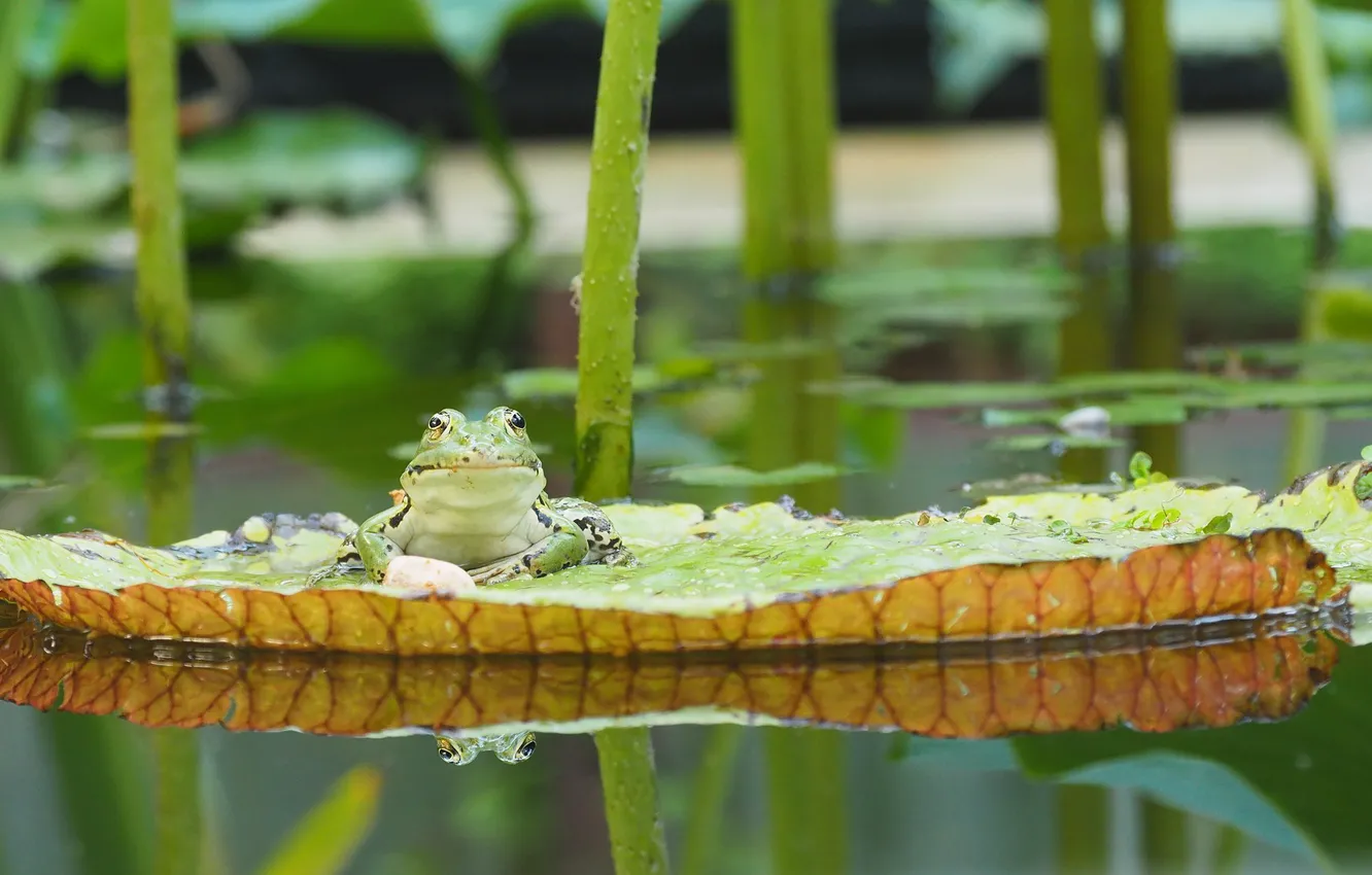 Photo wallpaper leaves, water, frog