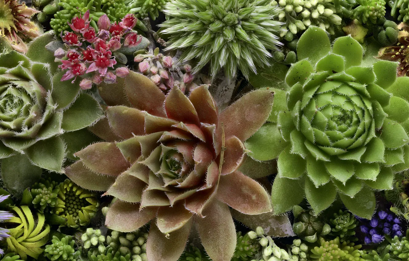 Photo wallpaper macro, plant, Martin Dollenkamp