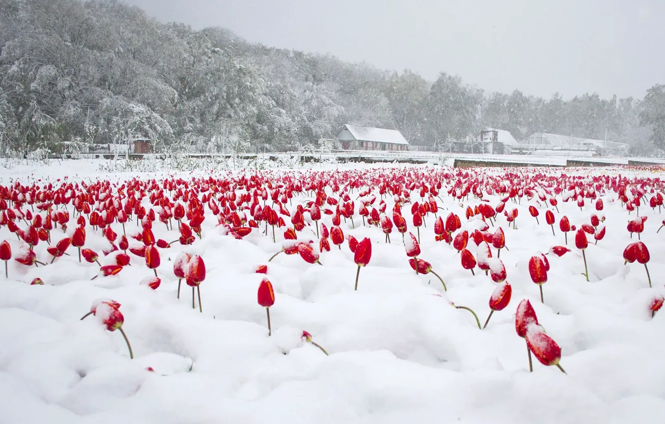 Photo wallpaper snow, tulips, April, Moldova