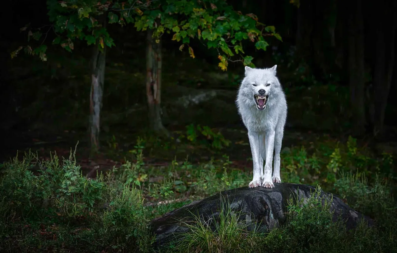 Photo wallpaper nature, Gray Wolf, face, animal, wolf, canis lupus, wildlife, head