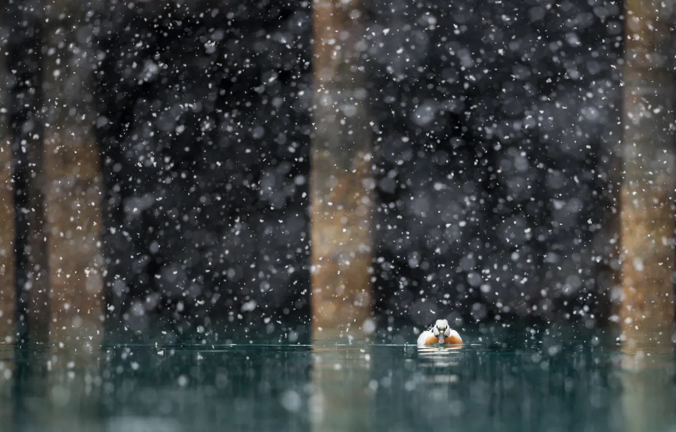 Photo wallpaper snow, nature, lake, duck