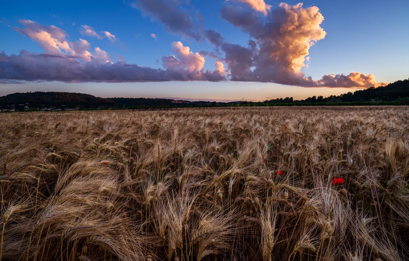 Photo wallpaper field, clouds, rye, Maki, ears
