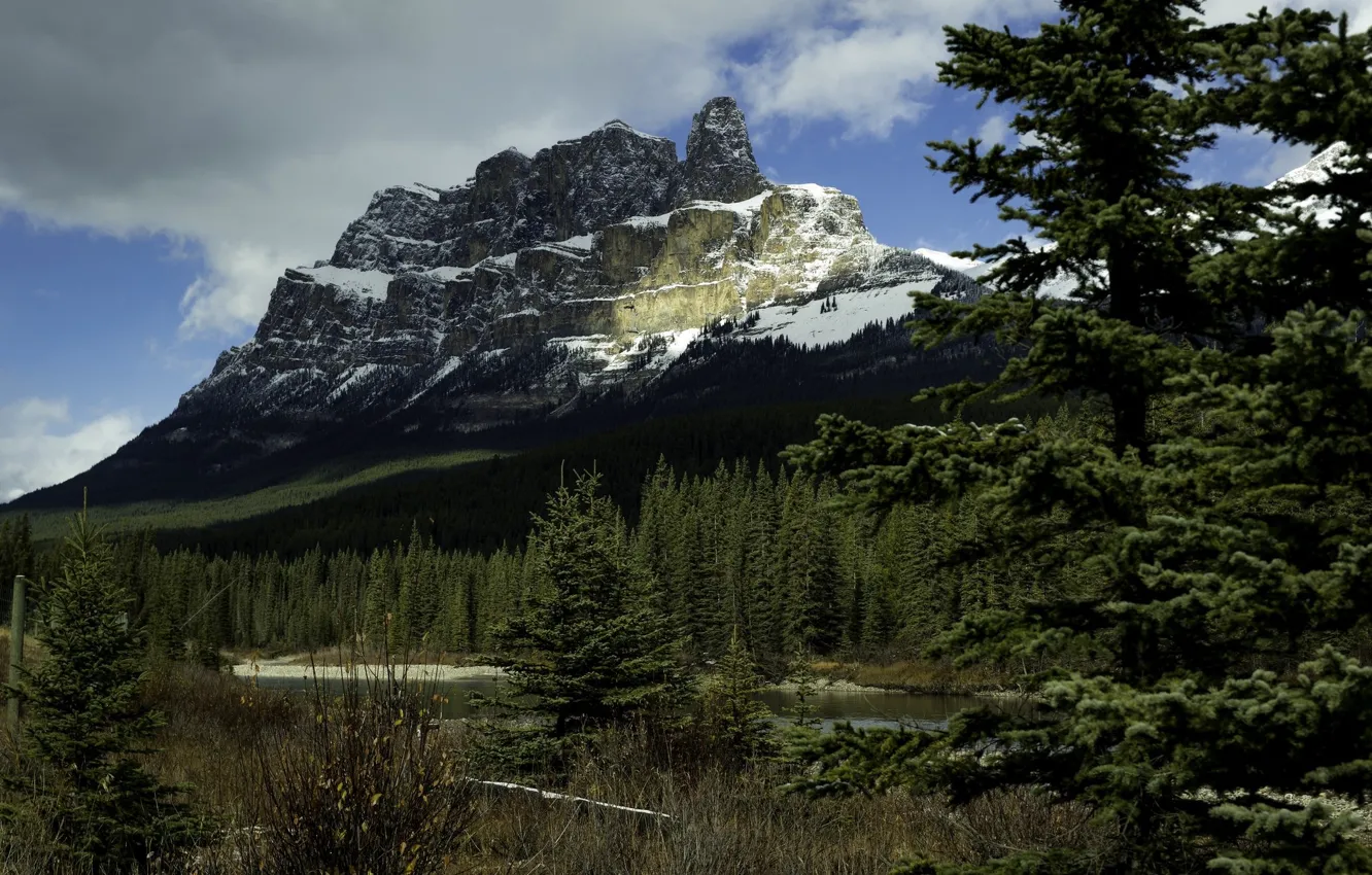 Photo wallpaper mountains, nature, coniferous trees
