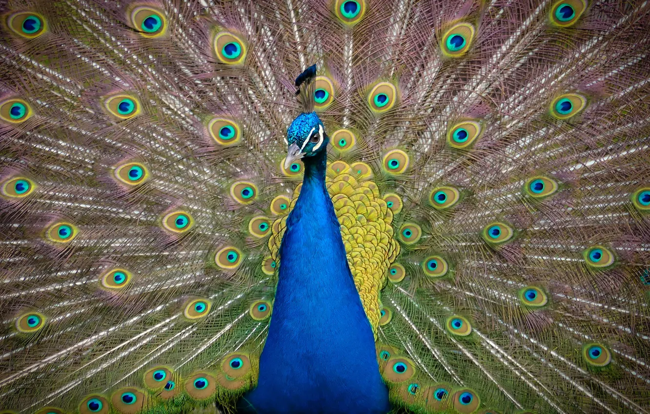 Photo wallpaper bird, feathers, tail, peacock