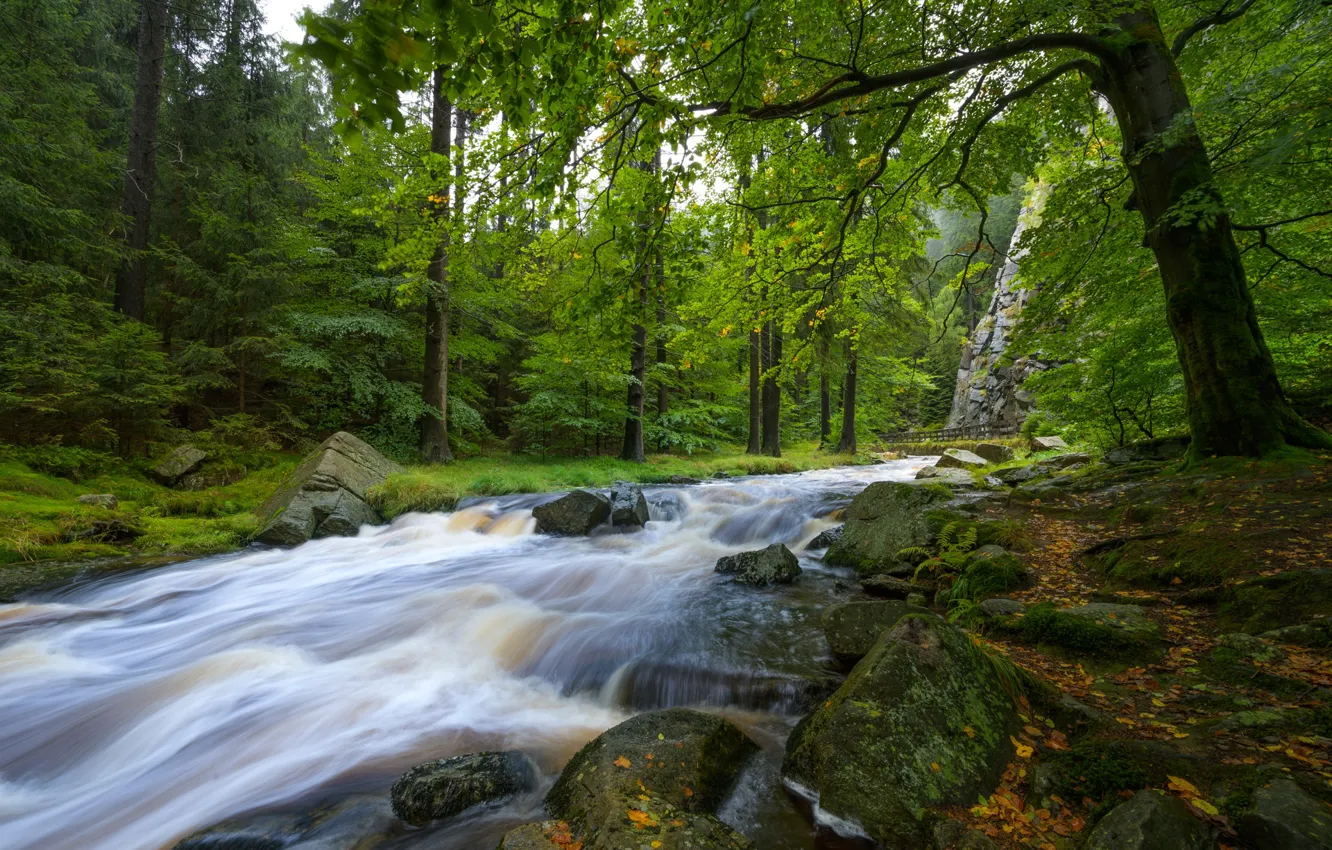 Photo wallpaper forest, river, stones, Germany, Germany, Saxony, Saxony, The Ore Mountains