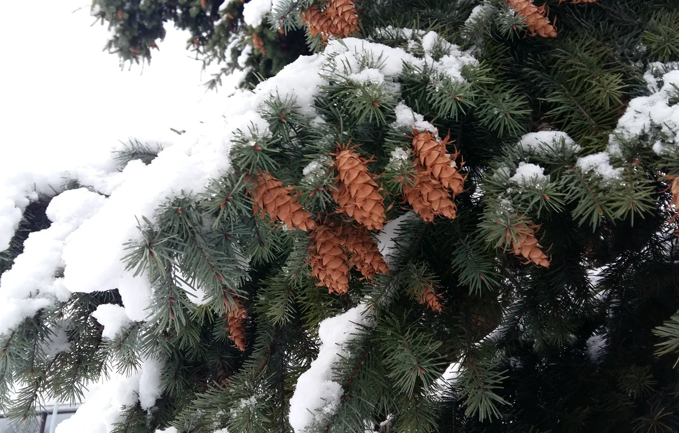 Photo wallpaper snow, tree, new year