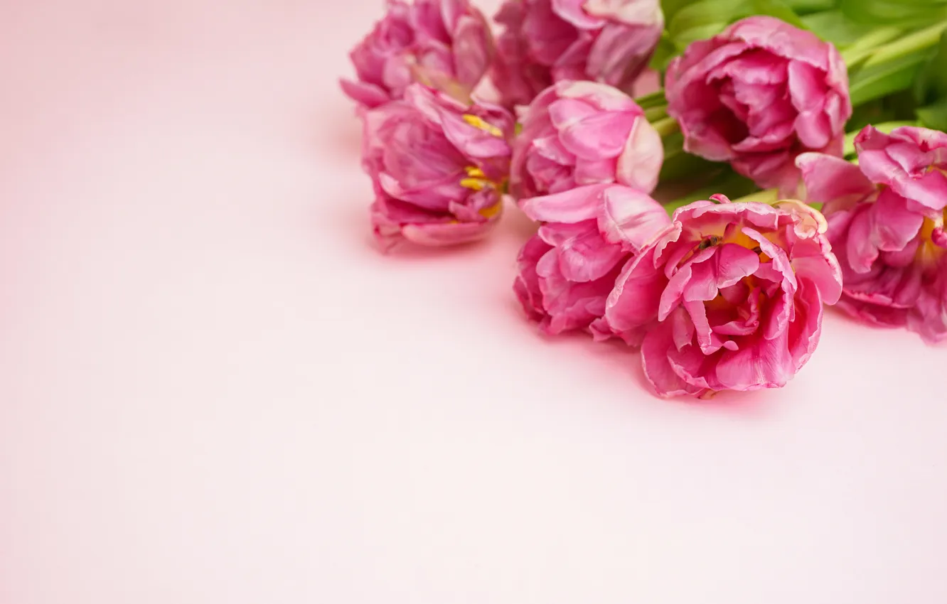Photo wallpaper flowers, bouquet, tulips, pink, pink, flowers, beautiful, tulips