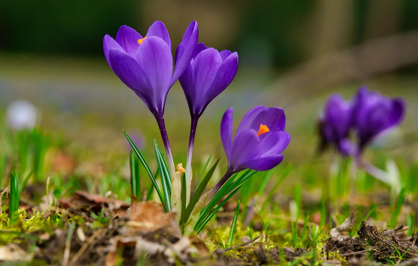 Photo wallpaper flowers, spring, purple, crocuses, bokeh