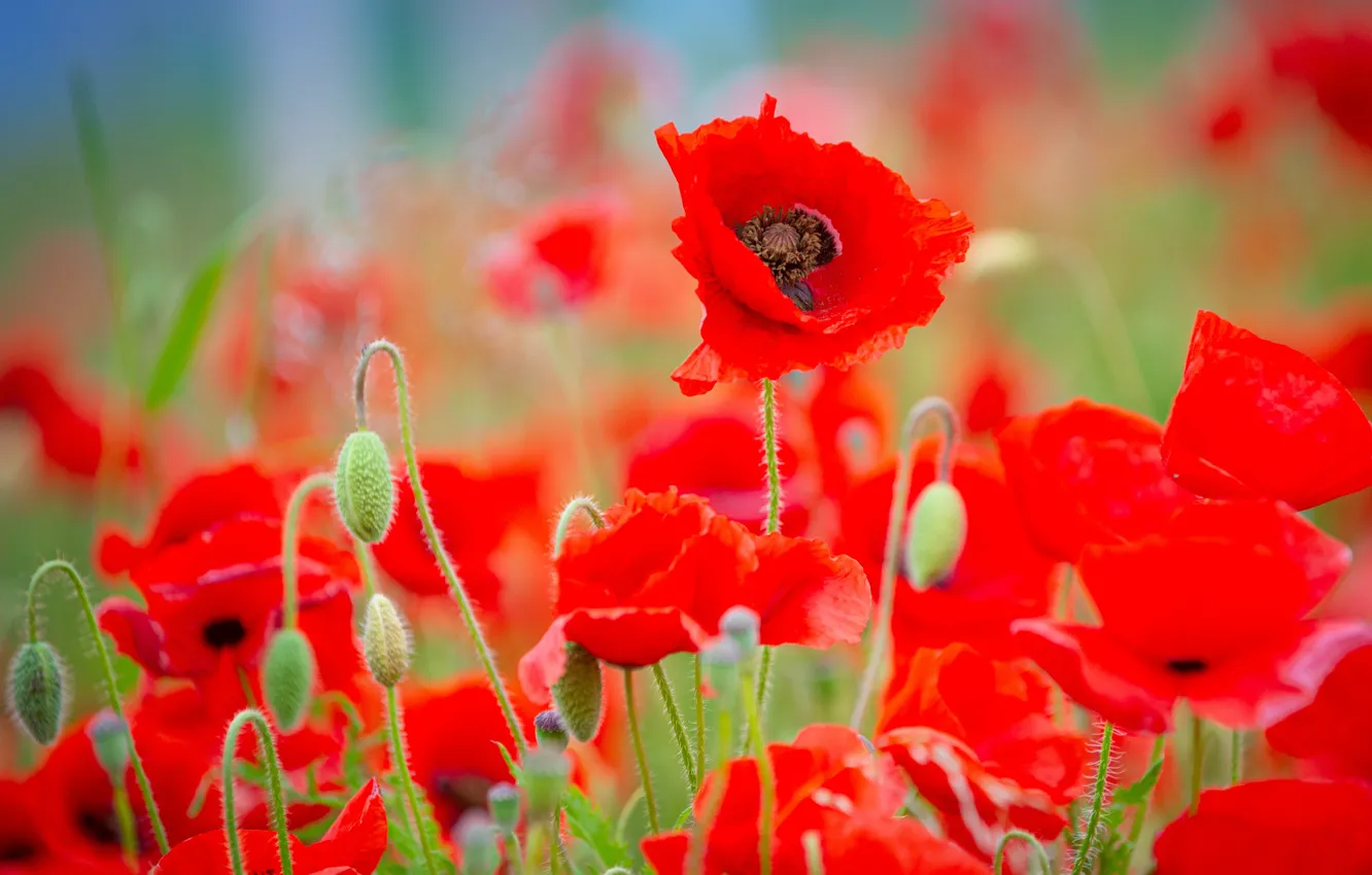 Photo wallpaper flowers, red, Maki, buds, bokeh