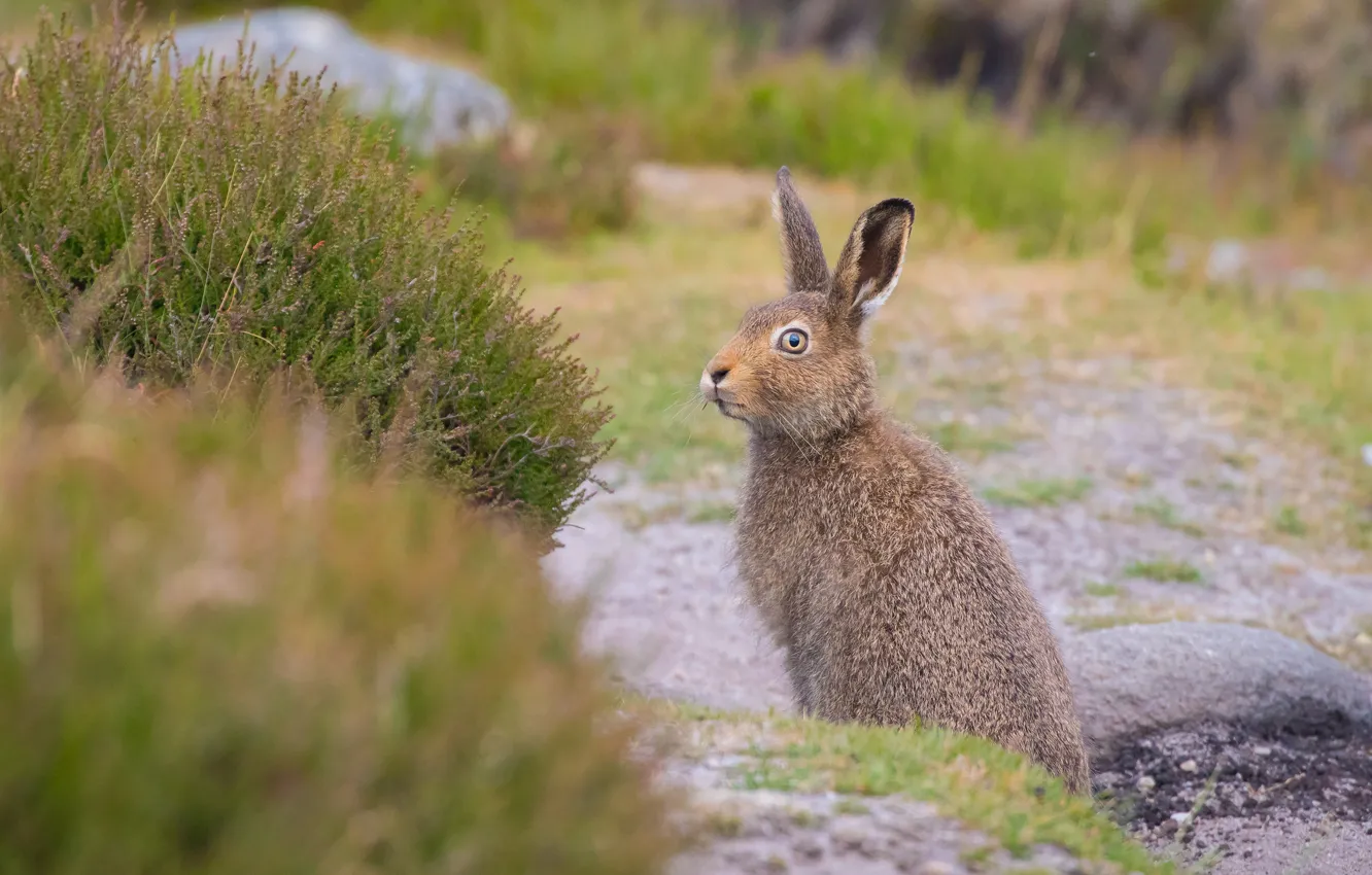 Photo wallpaper summer, look, nature, pose, grey, background, hare, face