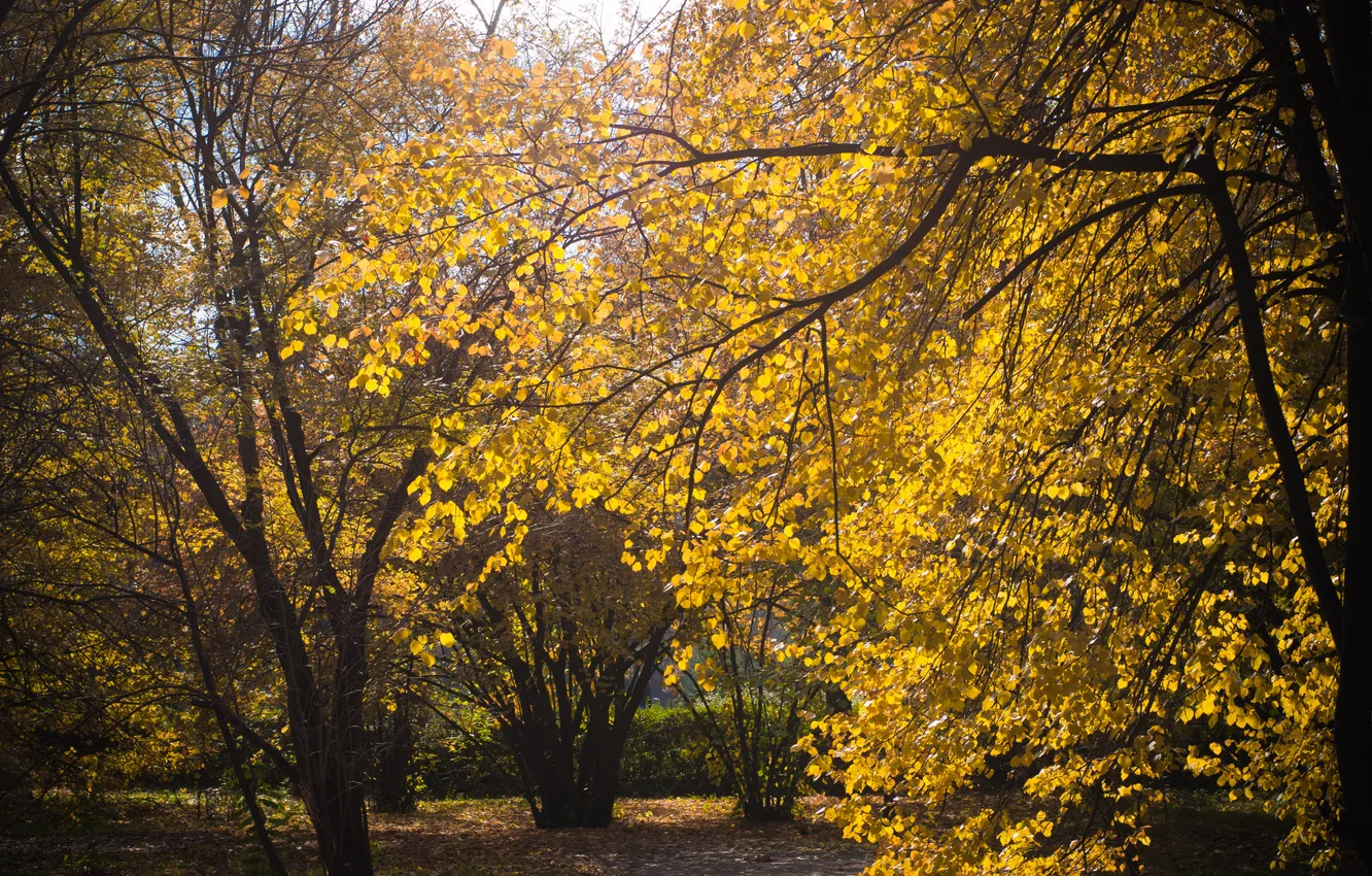 Photo wallpaper autumn, leaves, the sun, trees, yellow, nature