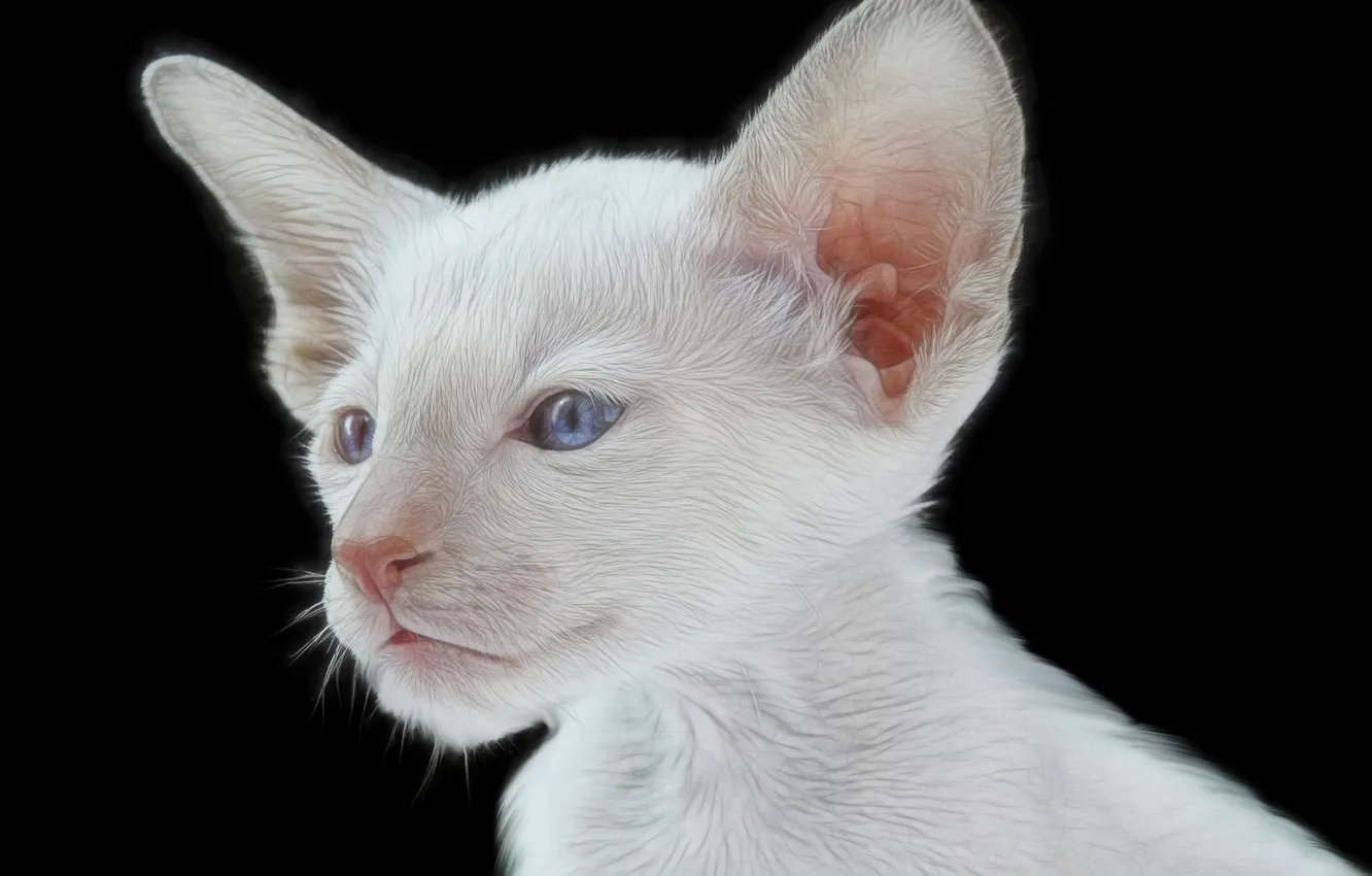 Photo wallpaper muzzle, ears, kitty, blue eyes, black background, white kitten