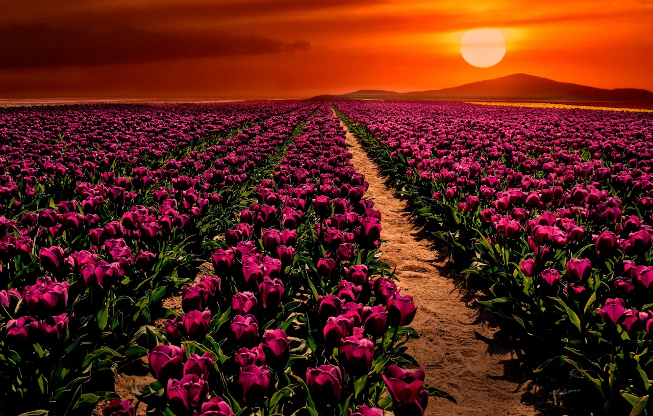 Photo wallpaper field, sunset, flowers, tulips, Turkey, Turkey, Konya, Konya