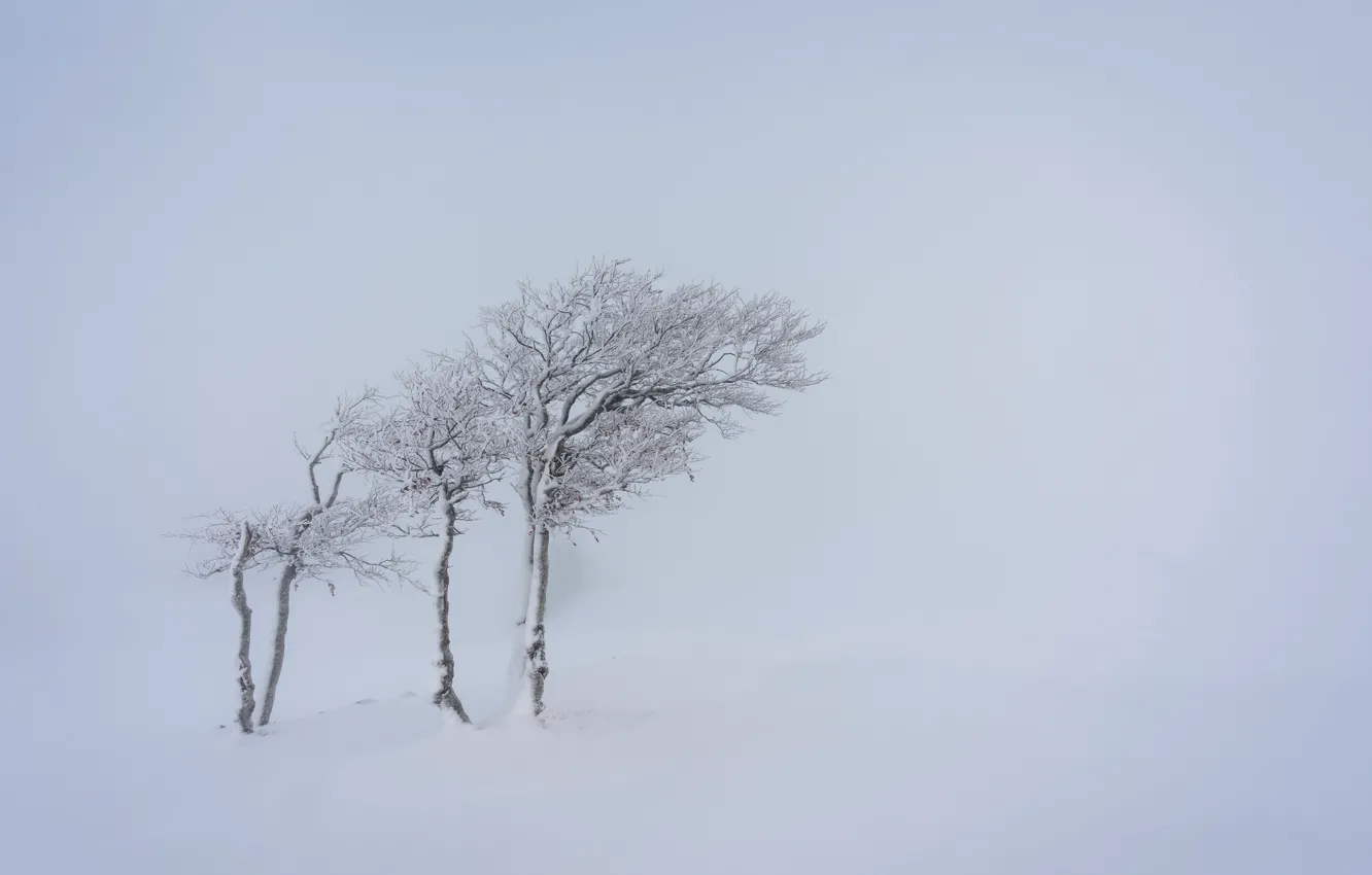 Photo wallpaper snow, trees, nature, fog