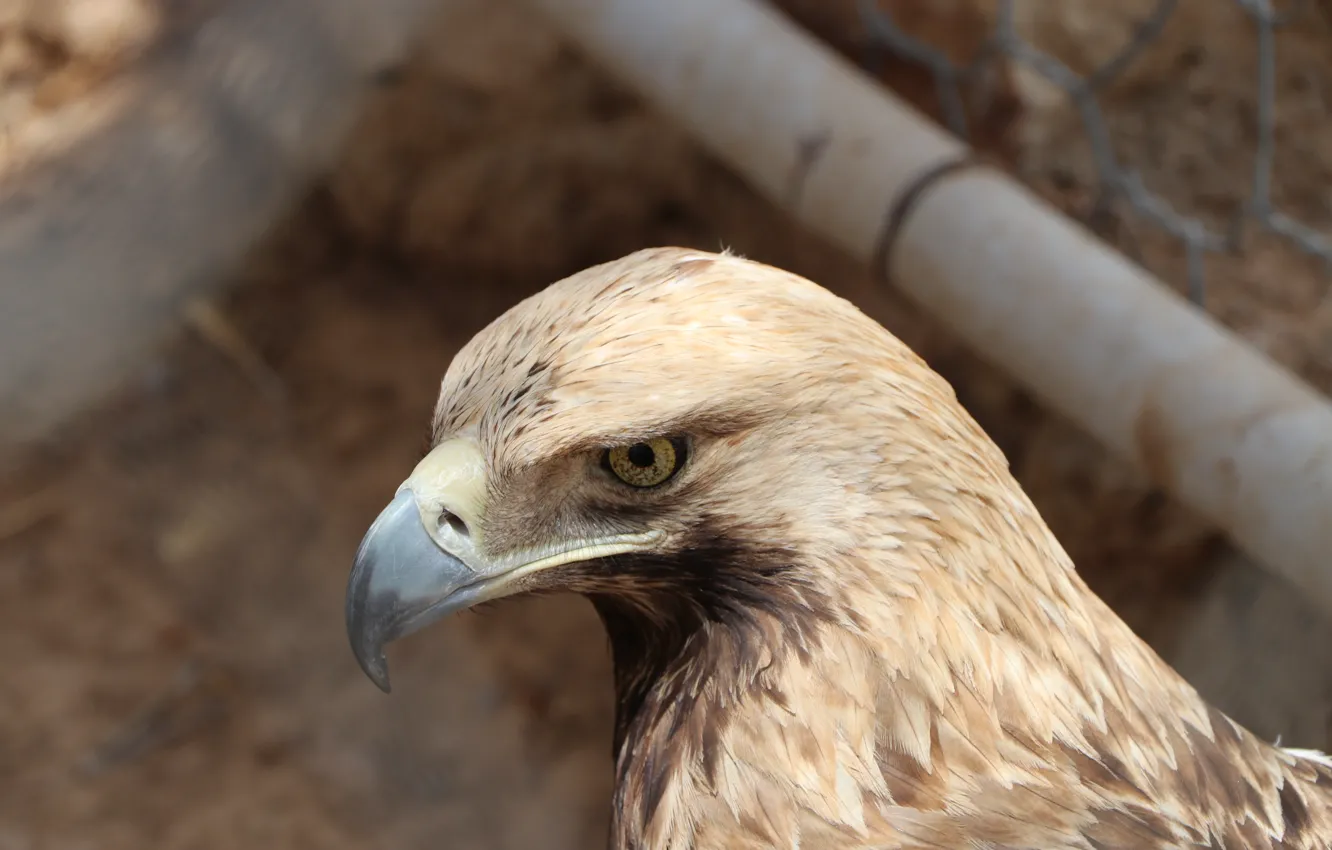 Photo wallpaper Eagle, animals, bird, animal, Bird of Prey, zoo, EAGLE EYE, Birds of Prey