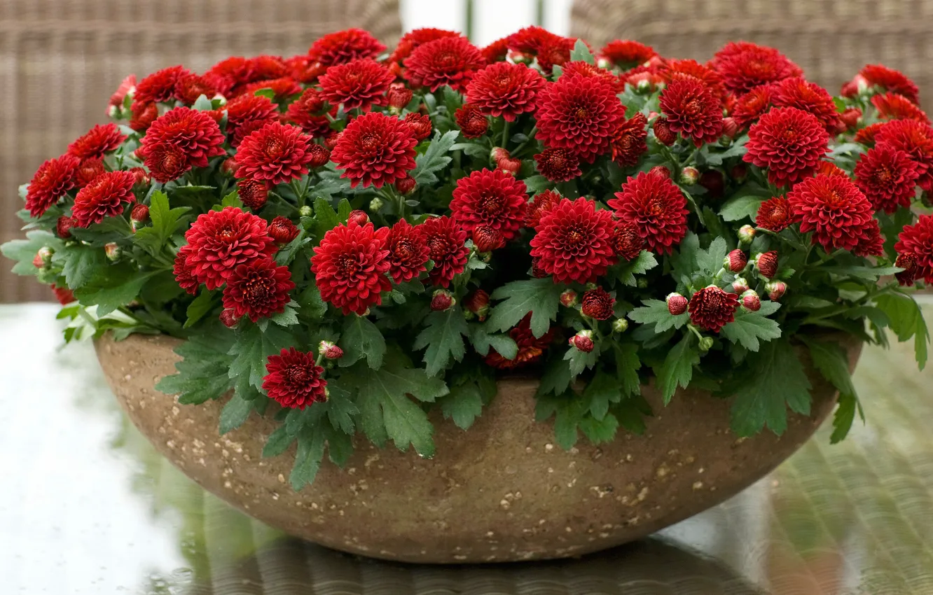 Photo wallpaper leaves, flowers, red, green, background, beauty, bouquet, pot