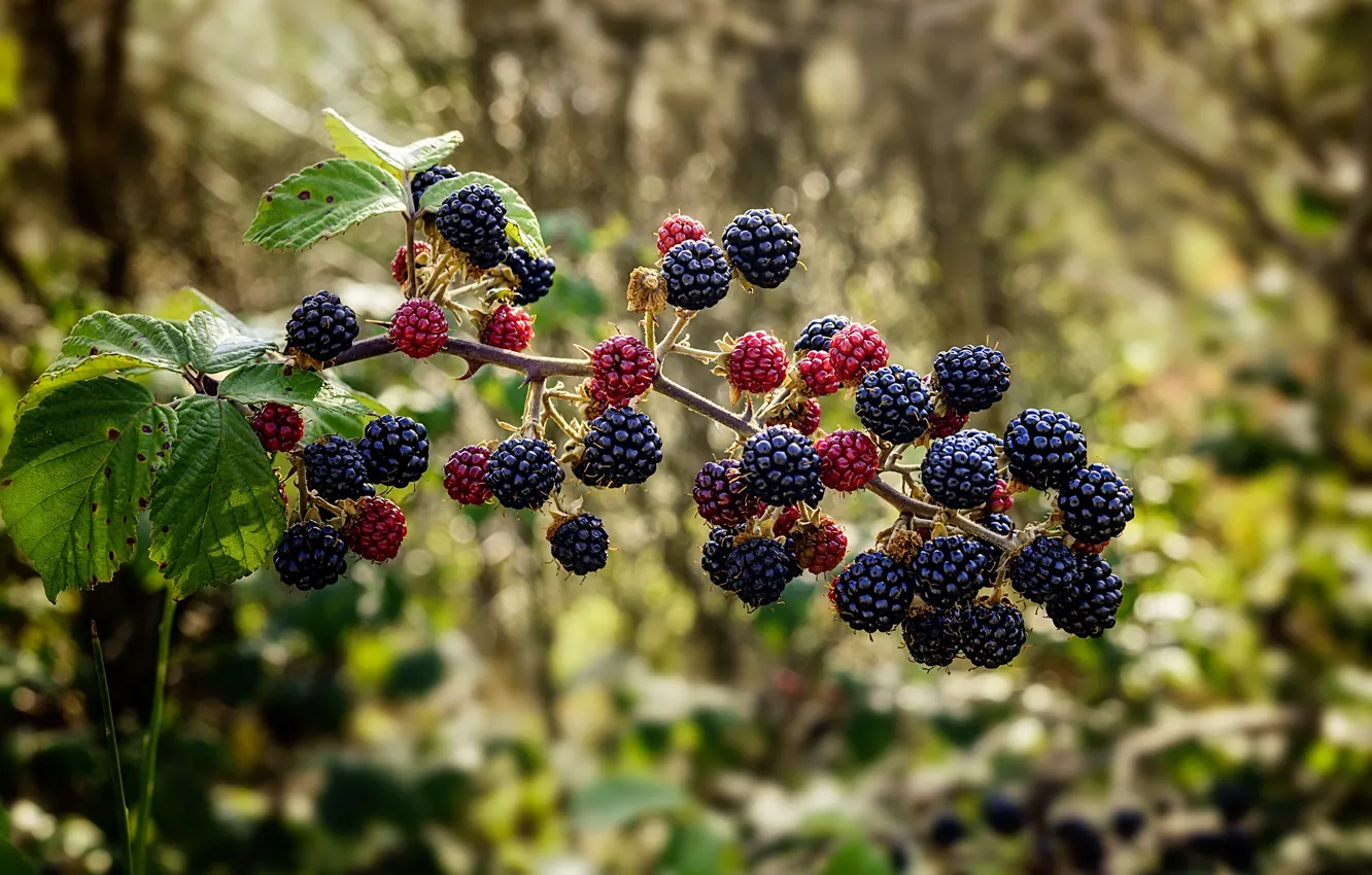 Photo wallpaper forest, needles, branches, berries, BlackBerry