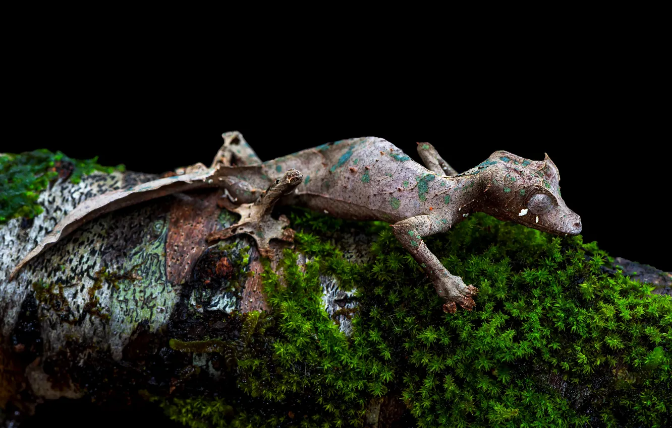 Photo wallpaper moss, lizard, log, black background, Gecko