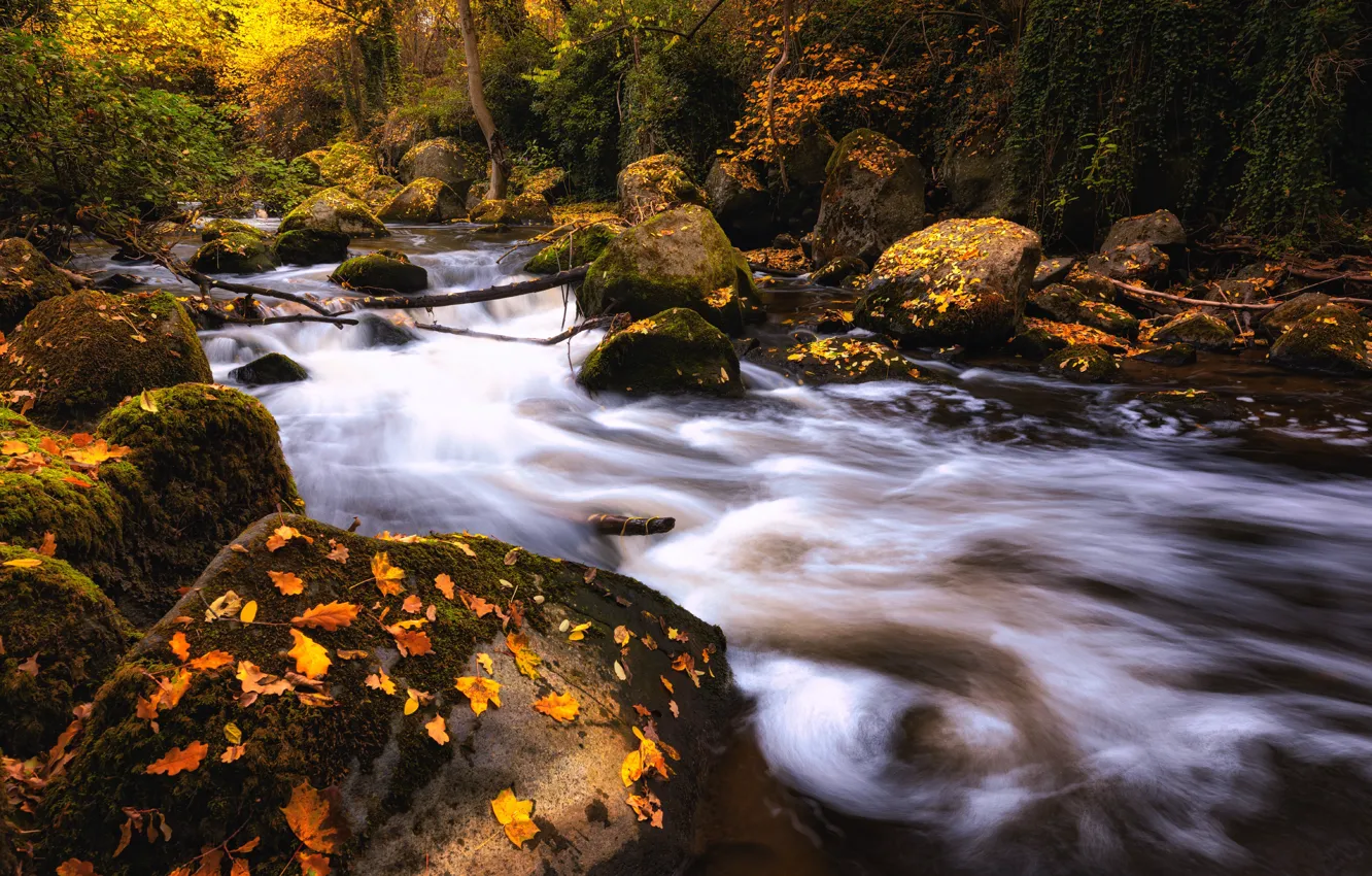 Photo wallpaper autumn, forest, stream, stones, river