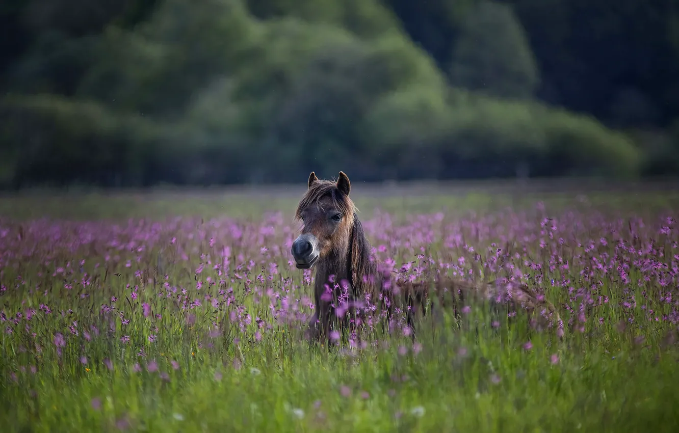 Photo wallpaper flowers, horse, horse, pony