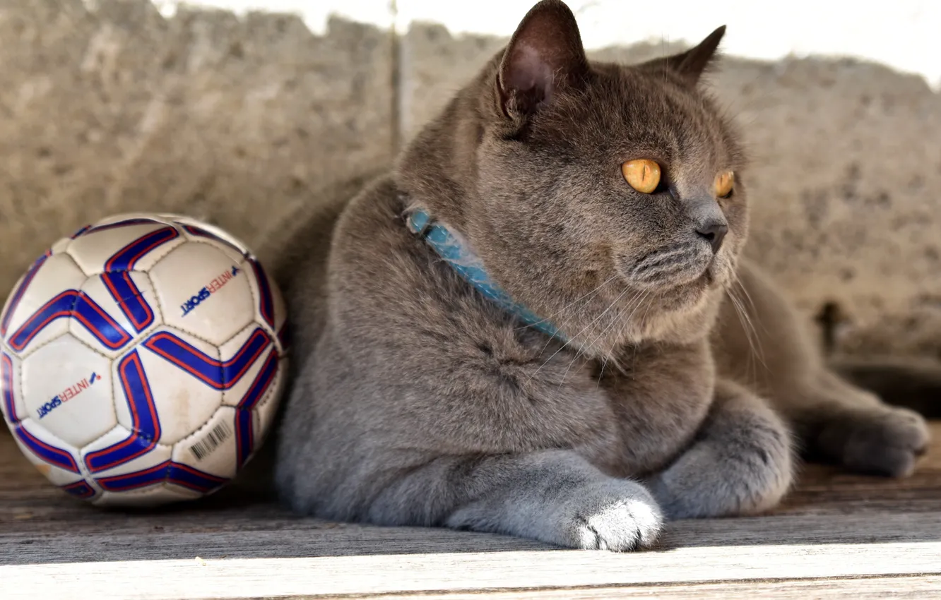 Photo wallpaper cat, football, the ball