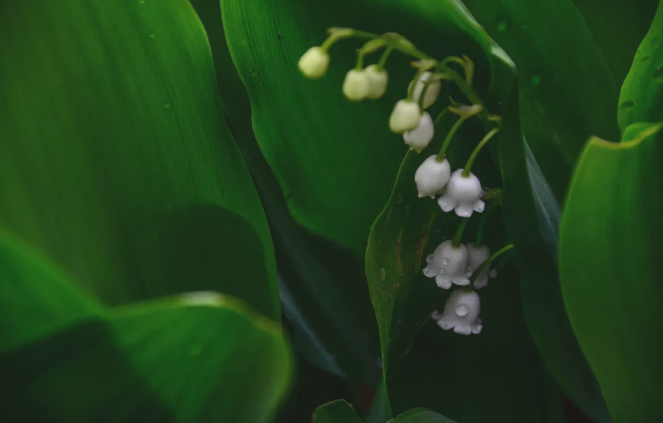 Photo wallpaper leaves, drops, lilies of the valley