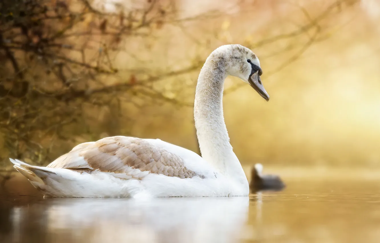 Photo wallpaper nature, lake, Swan