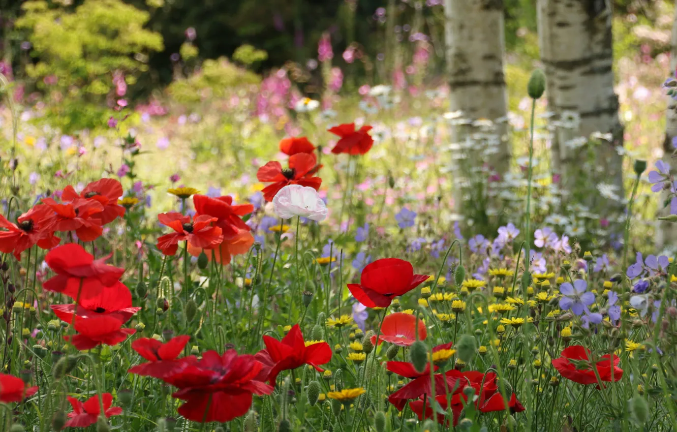 Photo wallpaper forest, grass, trees, flowers, glade, Maki