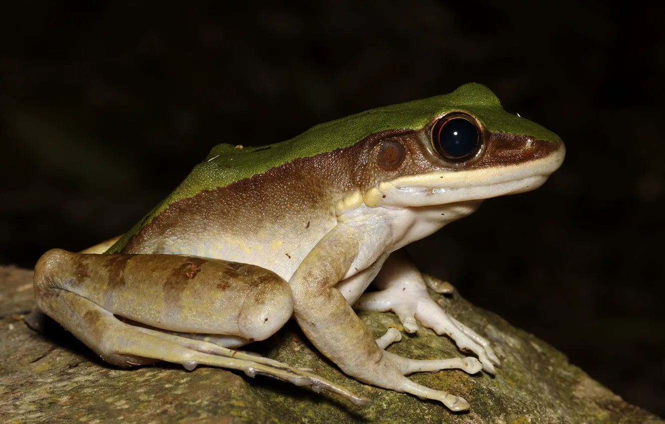 Photo wallpaper frog, reptile, black background, stones