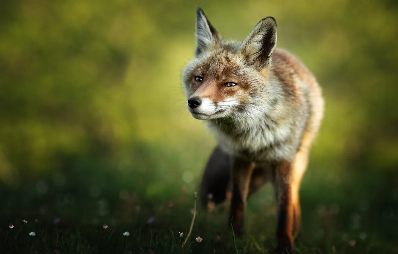 Photo wallpaper pose, look, nature, walk, bokeh, Fox