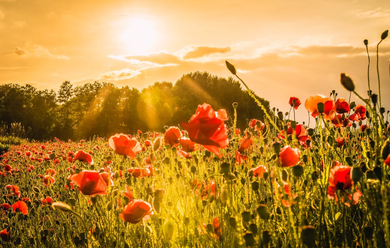 Photo wallpaper summer, the sun, red, Maki, poppy field