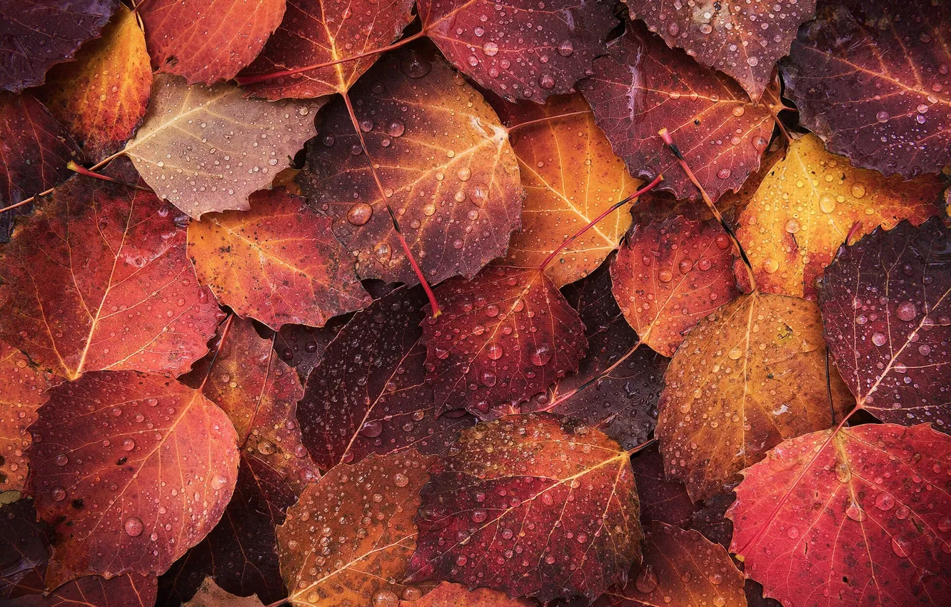 Photo wallpaper autumn, drops, macro, foliage