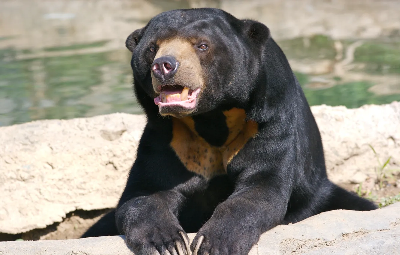 Photo wallpaper bear, Malayan sun bear, biruang