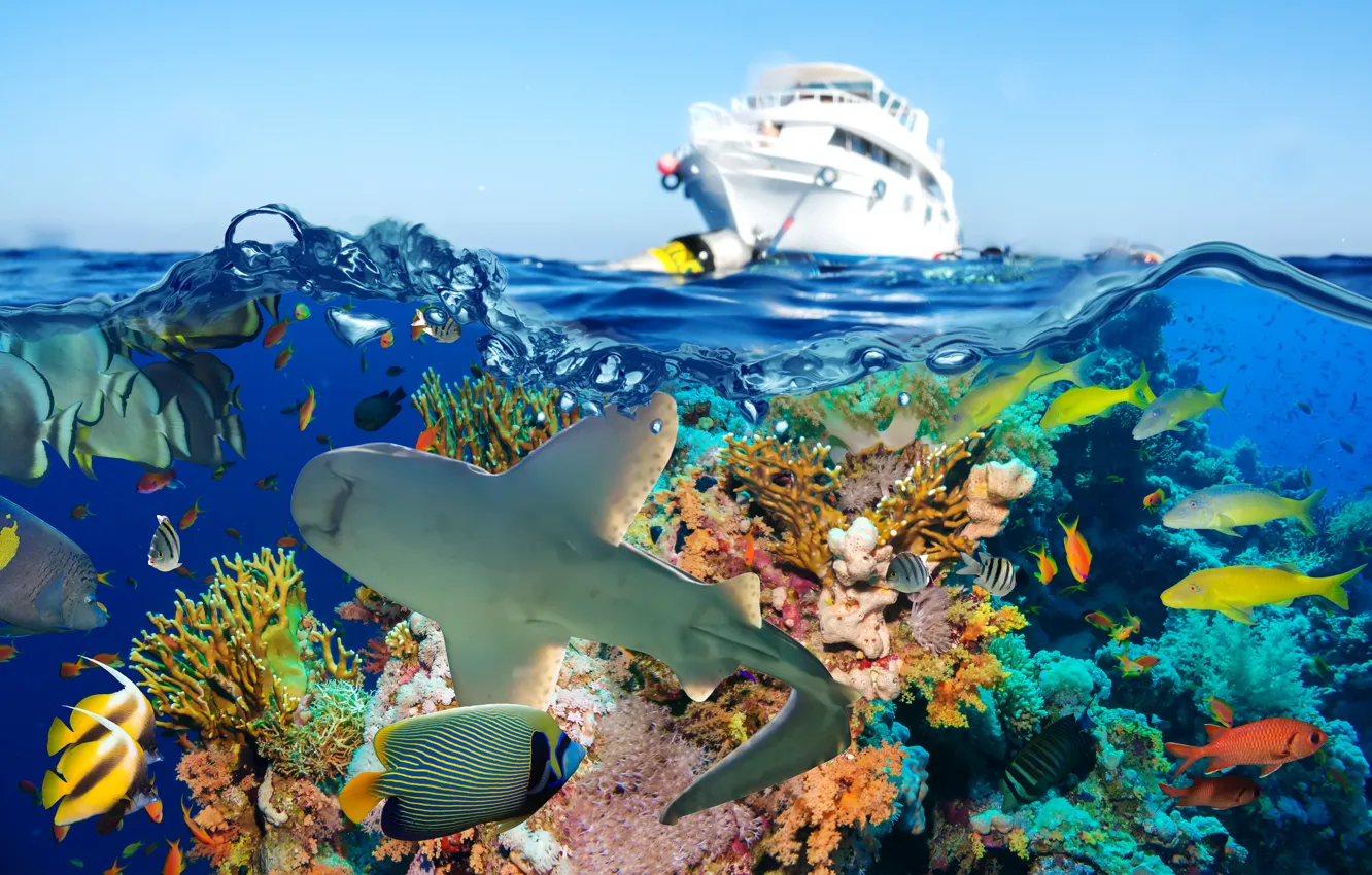 Photo wallpaper sea, fish, shark, yacht, corals, underwater world